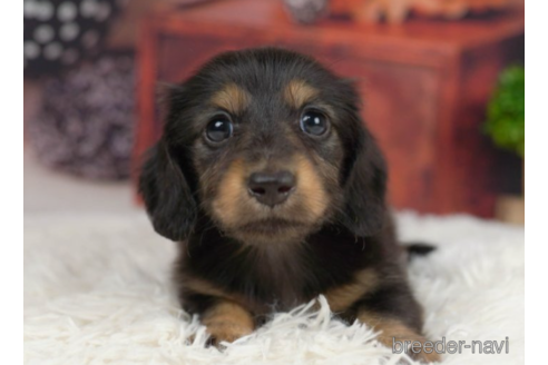 成約済の千葉県のミニチュアダックスフンド(ロングヘアード)-227646の4枚目